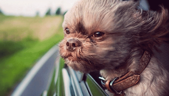 Buenos consejos para sacar el olor y los pelos de nuestras mascotas del auto. (Foto Mundo Maipú)